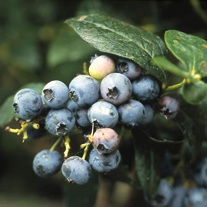 Blauwe bosbes