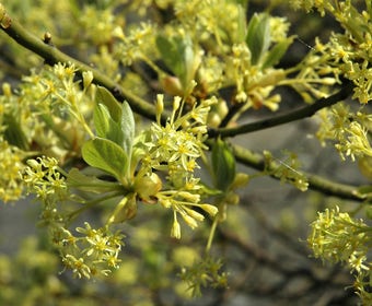 Sassafras (Sassafras albidum)