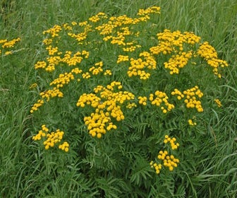 Boerenwormkruid (Tanacetum vulgare)