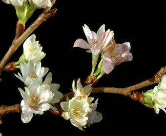 Japanse sierkers (Prunus subhirtella 'Autumnalis')