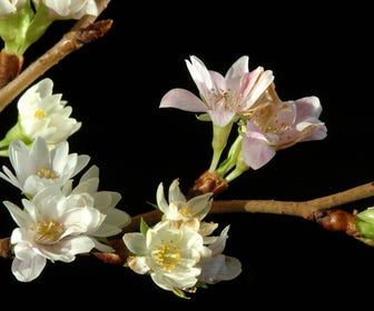 Japanse sierkers (Prunus subhirtella 'Autumnalis')