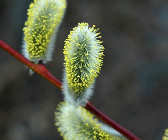Boswilg, bosplantsoen (Salix caprea)