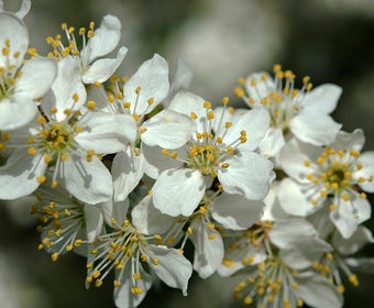 Sleedoorn, bosplantsoen (Prunus spinosa)