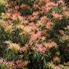 Rotsheide (Pieris japonica)