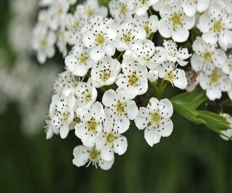 Meerstammige meidoorn (Crataegus monogyna)