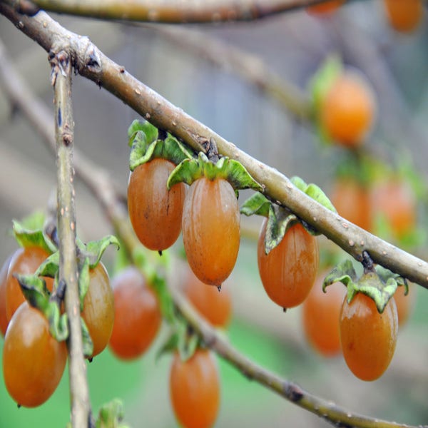Lotusboom (Diospyros lotus)