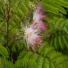 Perzische slaapboom als halfstam (Albizia julibrissin)