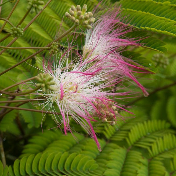 SAFLAX Slapende Boom – 50 Zaden Van Albizia Julibrissin – Zijdeboom, Met Kweekinstructies – Voor Tuin Of Pot, Snelgroeiend, Fijne Geveerde Bladeren