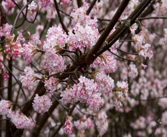 Sneeuwbal (Viburnum bodnantense 'Dawn')