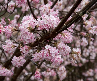 Sneeuwbal (Viburnum bodnantense 'Dawn')