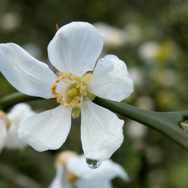 Driebladige citroen (Poncirus trifoliata)
