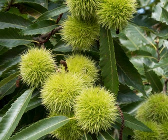 Tamme Kastanje, bosplantsoen (Castanea sativa)