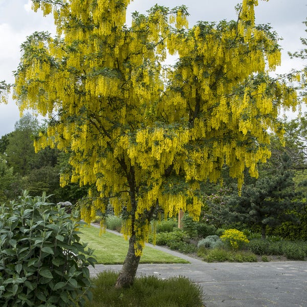Goudenregen als struik (Laburnum anagyroides)