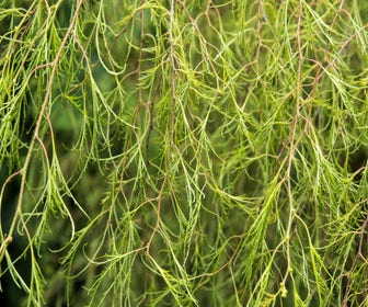 Berk (Betula pendula 'Karaca') 