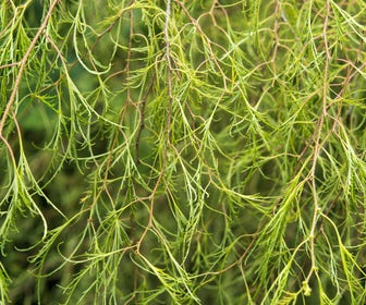 Berk (Betula pendula 'Karaca')