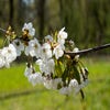 Zoete kers, bosplantsoen (Prunus avium)