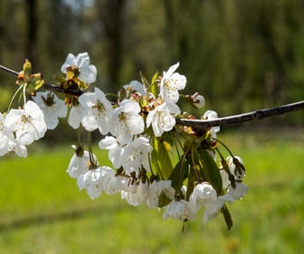 Zoete kers, bosplantsoen (Prunus avium)