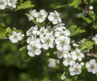 Zeeuwse haag, volle grond