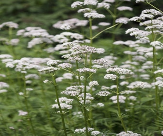 Gewone valeriaan (Valeriana officinalis) Bio