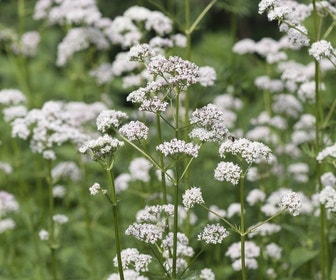Gewone valeriaan (Valeriana officinalis) Bio