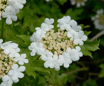 Gelderse roos (Viburnum opulus)