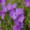 Ooievaarsbek (Geranium pratense 'Spinners')
