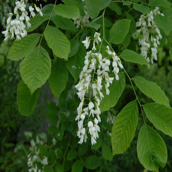 Cladastris kentukea bloeiwijze