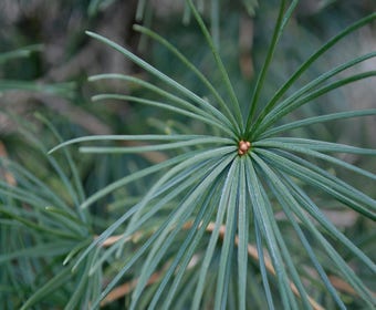 Japanse Parasolden (Sciadopitys verticilata)