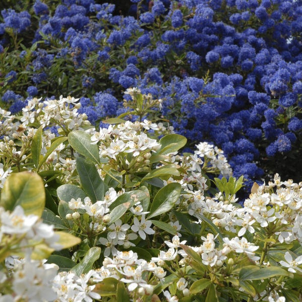 Ceanothus 'Blue Sapphire' op de achtergrond