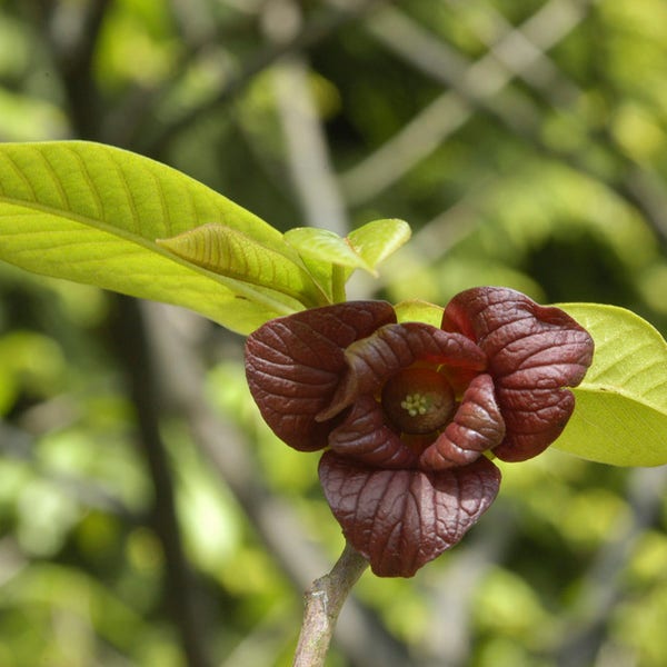 Pawpaw (Asimina triloba)
