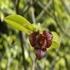 Pawpaw (Asimina triloba)