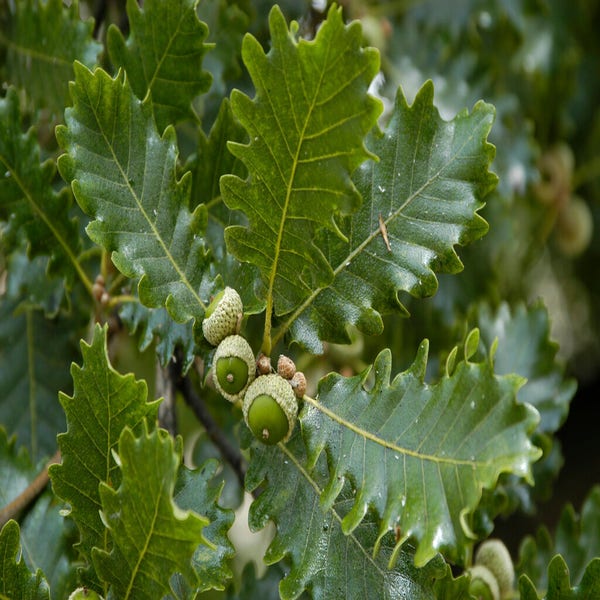 Wintereik, bosplantsoen (Quercus petraea) 