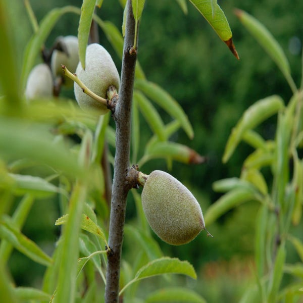 Amandelboom (Prunus amygdalus 'Guscio duro')