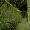 Treurzegge (Carex pendula)