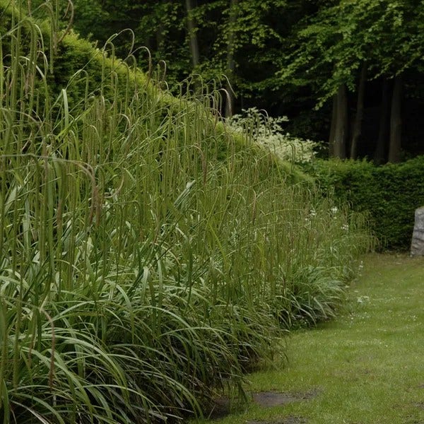 Hangende zegge