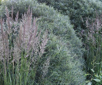 Rozemarijnwilg, bosplantsoen (Salix elaeagnos 'Angustifolia')