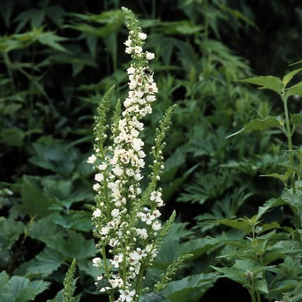 Toorts (Verbascum chaixii 'Album')