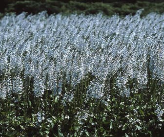 Ereprijs (Veronica gentianoides)