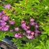Ramblerroos (Rosa 'Veilchenblau') (BIO)
