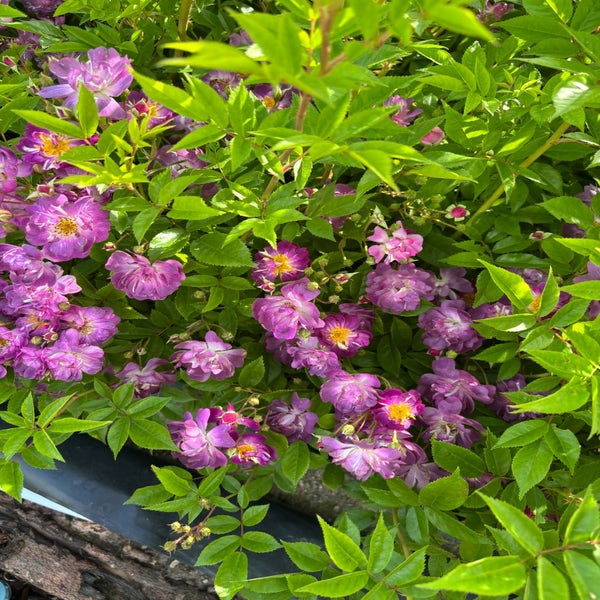 Ramblerroos (Rosa 'Veilchenblau') (BIO)