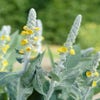 Toorts (Verbascum bombyciferum)