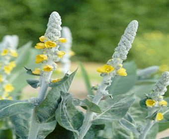 Toorts (Verbascum bombyciferum)