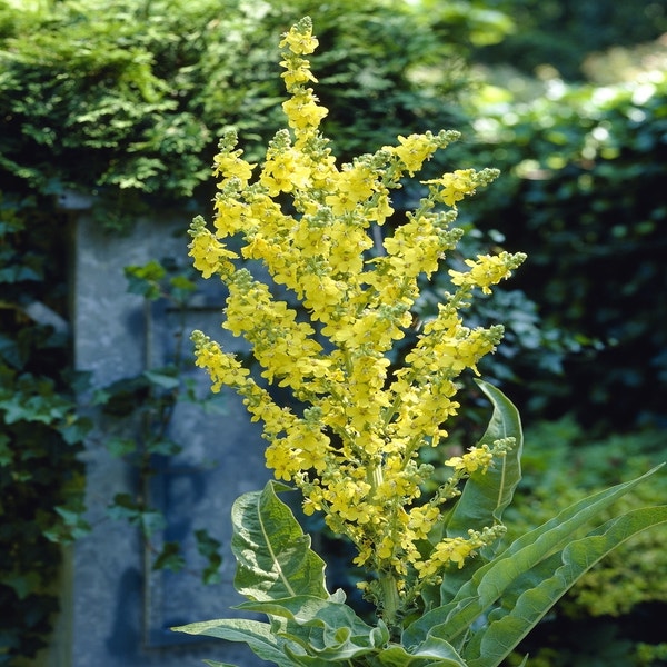 Toorts (Verbascum olympicum)