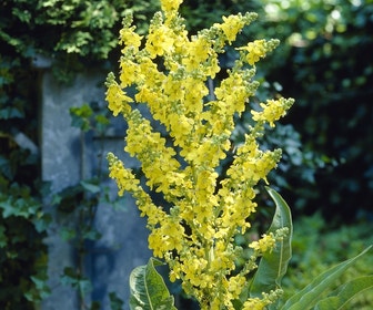Toorts (Verbascum olympicum)