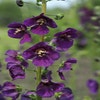 Paarse toorts (Verbascum phoeniceum)