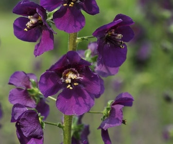 Paarse toorts (Verbascum phoeniceum)