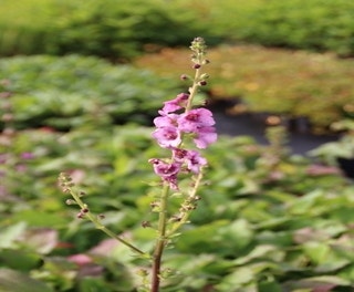 Toorts (Verbascum 'Pink Domino')