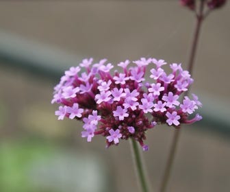 IJzerhard (Verbena bonariensis)