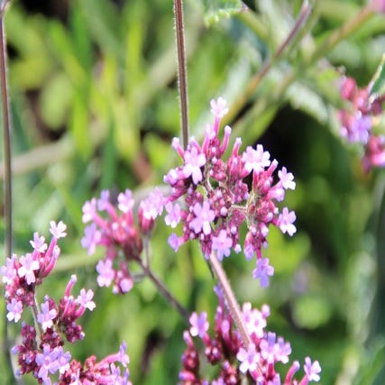 Verbena 'Lollipop' bloem
