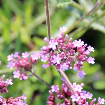 Verbena 'Lollipop' bloem
